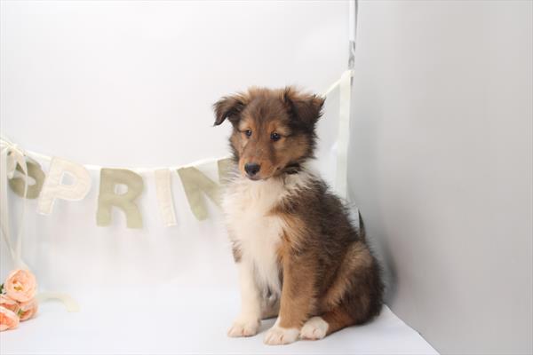 Shetland Sheepdog - 5964937 Image #1