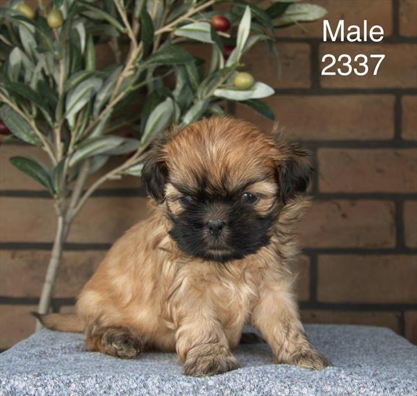 Shih Tzu - 5964948 Image #1
