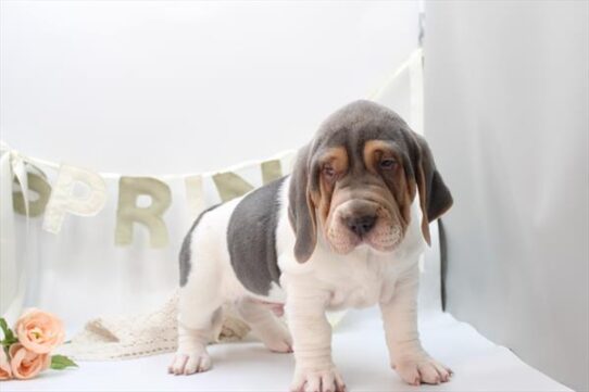 [#26493-03] Gray / White M Walrus Puppies For Adoption
