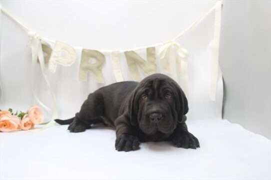 [#26494-01] Black M Walrus Puppies For Adoption