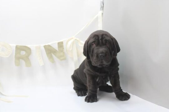 [#26494-02] Black F Walrus Puppies For Adoption