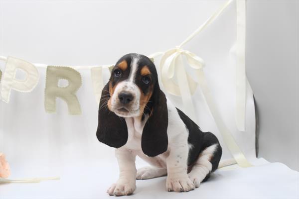 Basset Hound - 5964922 Image #1