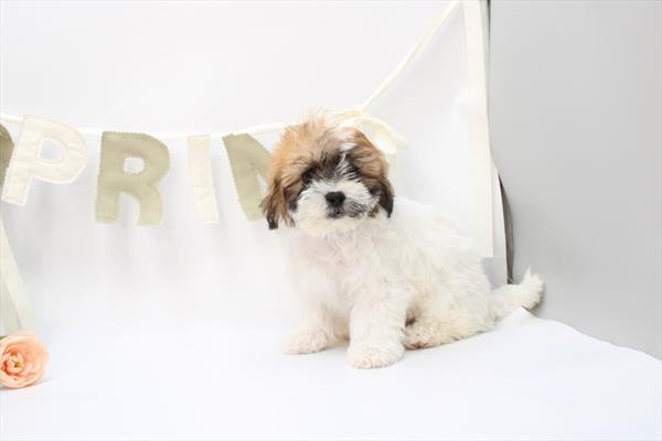 Teddy Bear - 5964940 Image #1