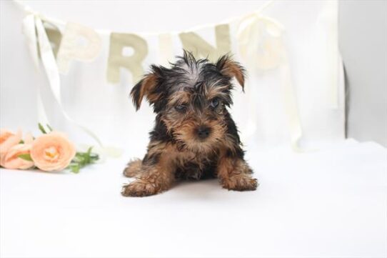 [#26511-01] Black / Tan M Yorkshire Terrier Puppies For Adoption