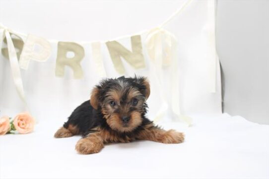 [#26537-02] Black / Tan M Yorkshire Terrier Puppies For Adoption