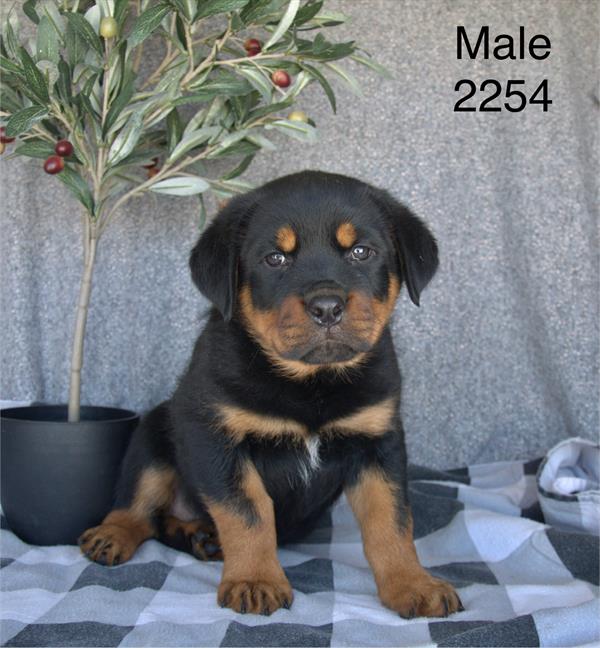 [#26232-01] Black / Tan M Rottweiler Puppies For Adoption