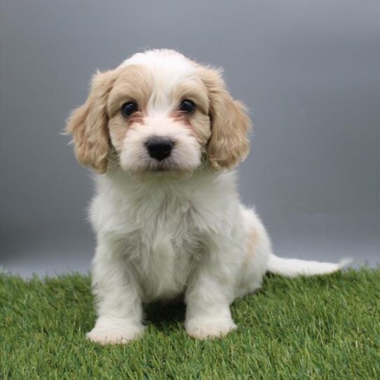 [#253447-01] Tan / White M Cavachon Puppies For Adoption