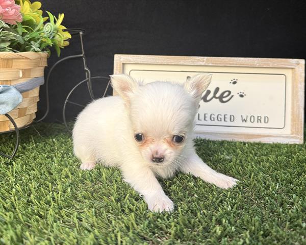 Chihuahua - 5964960 Image #1