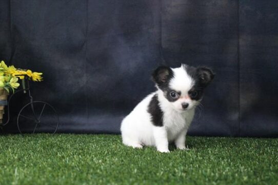 [#26330-02] White / Black M Chihuahua Puppies For Adoption
