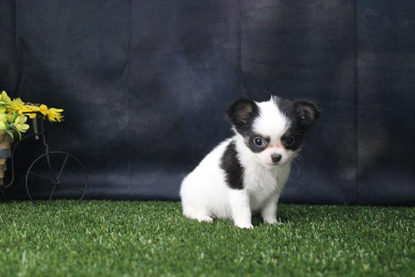 Zorro Image #1