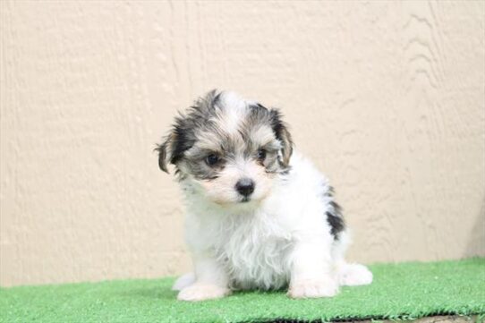 [#26540-04] White F Yorkshire Terrier Puppies For Adoption