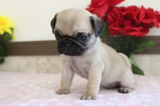 [#26695-04] Fawn F Pug Puppies For Adoption