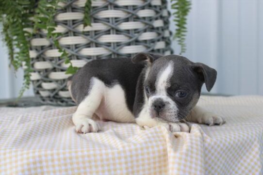 [#26626-04] Blue M French Bulldog Puppies For Adoption