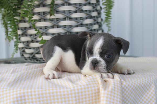 French Bulldog - 5964954 Image #1