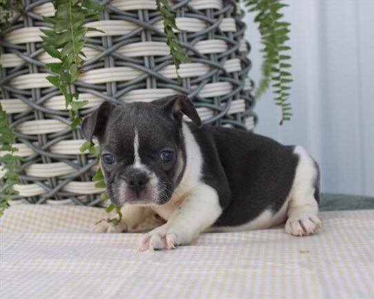 [#26626-06] Blue F French Bulldog Puppies For Adoption