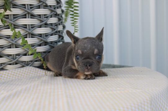 [#26625-02] Blue / Tan M French Bulldog Puppies For Adoption