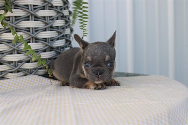 French Bulldog - 5964991 Image #1