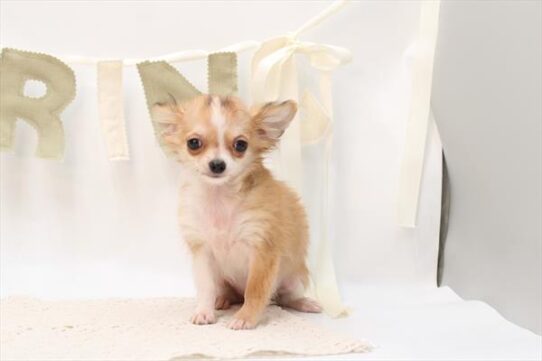 [#253556-02] Brown / White M Chihuahua Puppies For Adoption
