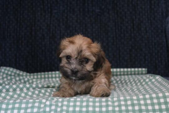 [#261007-05] Tan F Havanese Puppies For Adoption
