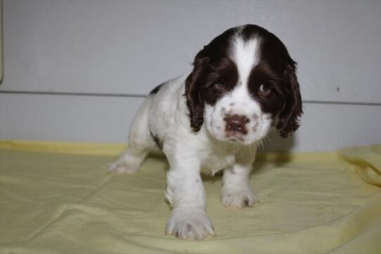 [#26739-03] Chocolate / White M Cocker Spaniel Puppies For Adoption