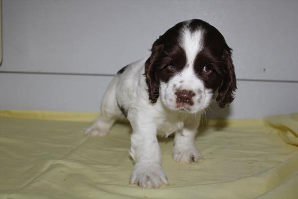 Cocker Spaniel - 5964992 Image #1