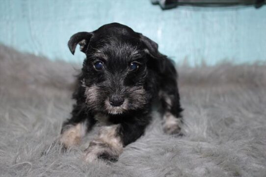 [#26713-02] Black F Miniature Schnauzer Puppies For Adoption