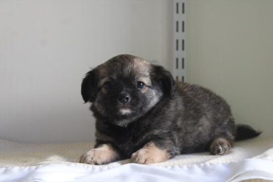 [#26810-03] Sable F Chihuahua Puppies For Adoption