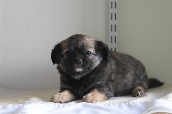 Chihuahua - 5964975 Image #1