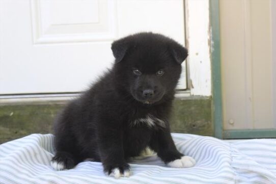[#26866-02] Black / White M Pomsky Puppies For Adoption
