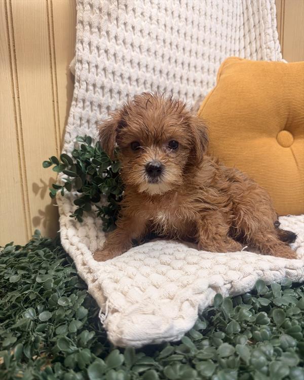 Morkie - 5964963 Image #1