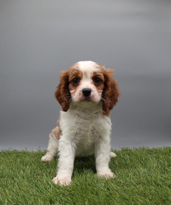 Cavalier King Charles Spaniel - 5964955 Image #1
