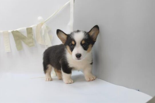[#261057-01] Tri-Colored M Pembroke Welsh Corgi Puppies For Adoption