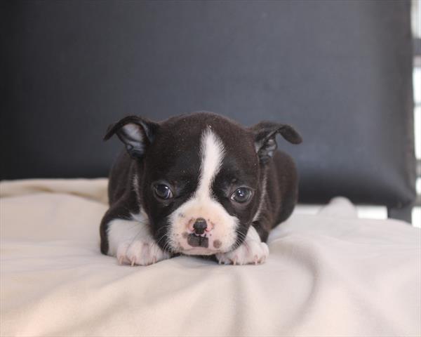 Boston Terrier - 5964993 Image #1