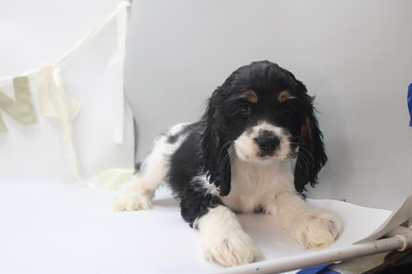 Nigel Image #1