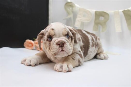 [#26714-02] Merle M English Bulldog  Puppies For Adoption