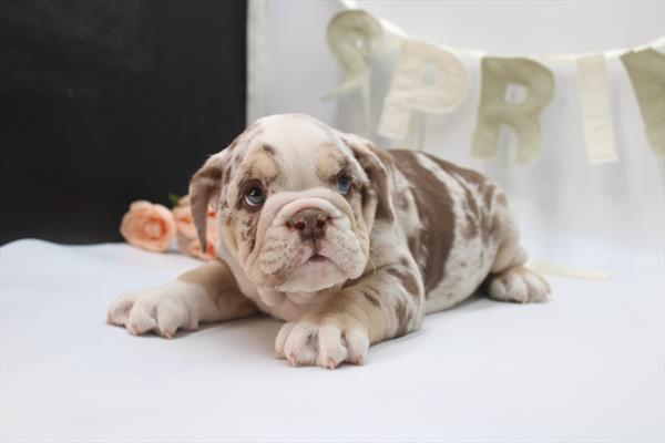 English Bulldog  - 5964973 Image #1