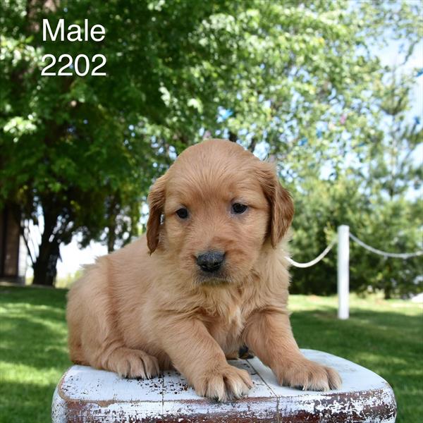Golden Retriever - 5964978 Image #1
