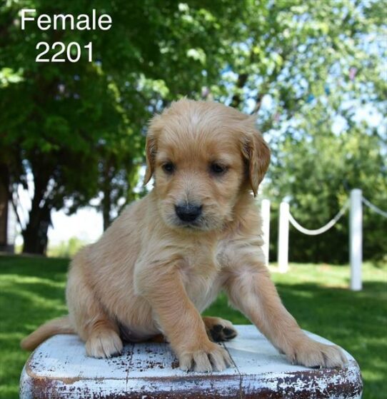 [#26261-09] Golden F Golden Retriever Puppies For Adoption
