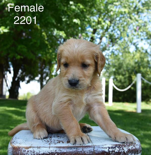 Golden Retriever - 5964979 Image #1