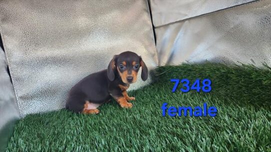 [#26272-03] Black / Tan F Dachshund Puppies For Adoption