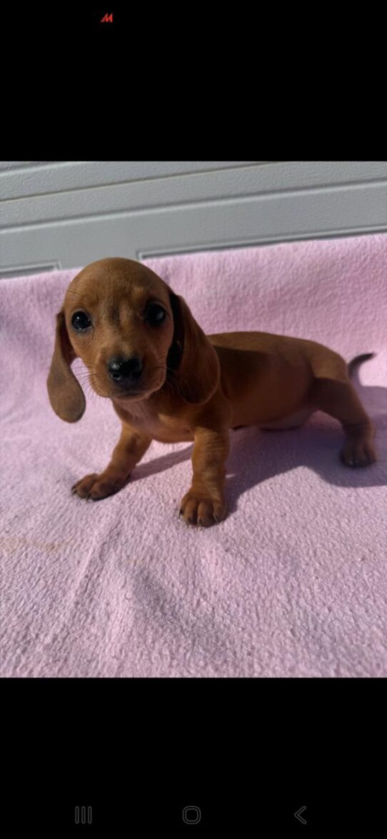 [#26285-06] Brown F Dachshund Puppies For Adoption
