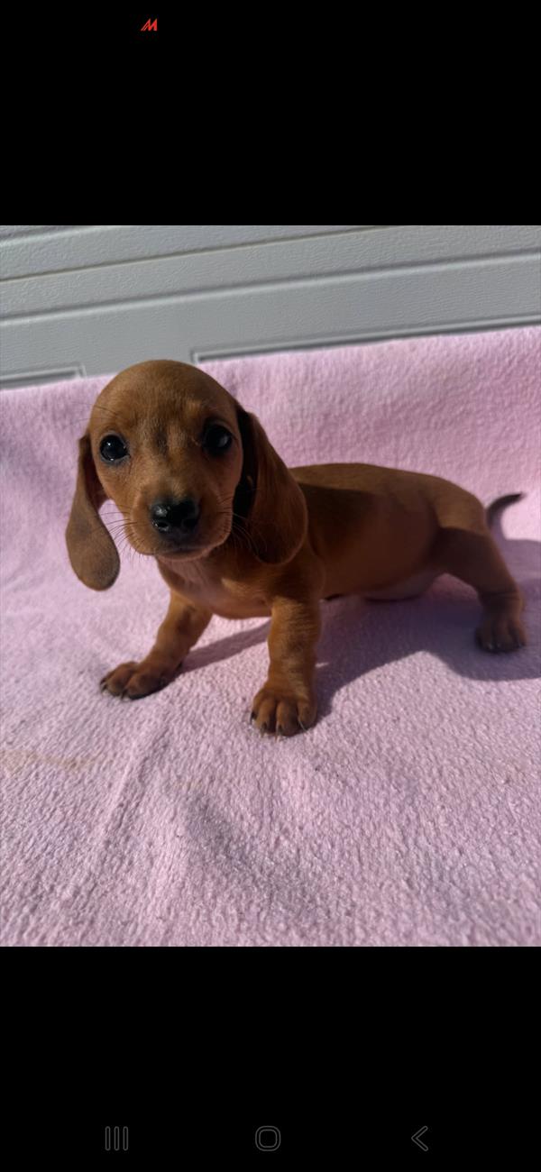 Dachshund - 5964983 Image #1