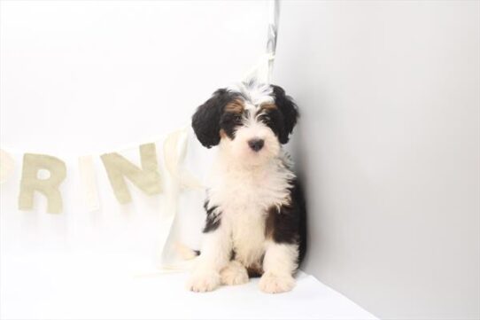 [#261041-08] Tri-Colored M Bernedoodle Mini Puppies For Adoption