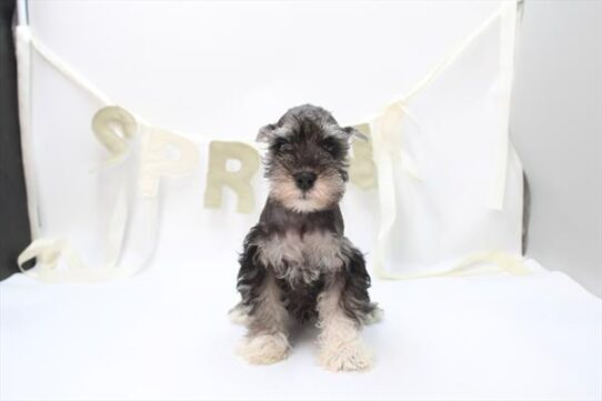 [#26802-01] Black / Silver F Miniature Schnauzer Puppies For Adoption