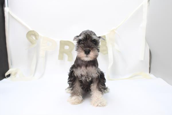 Miniature Schnauzer - 5964974 Image #1