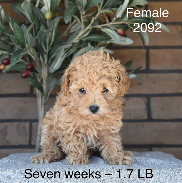 Poodle Mini - 5964981 Image #1