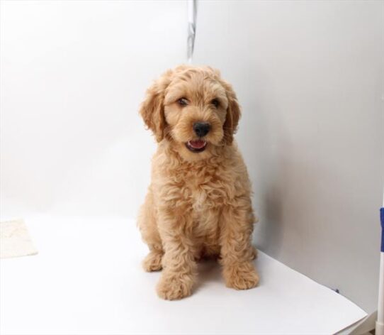 [#26922-02] Apricot M Goldendoodle Mini Puppies For Adoption