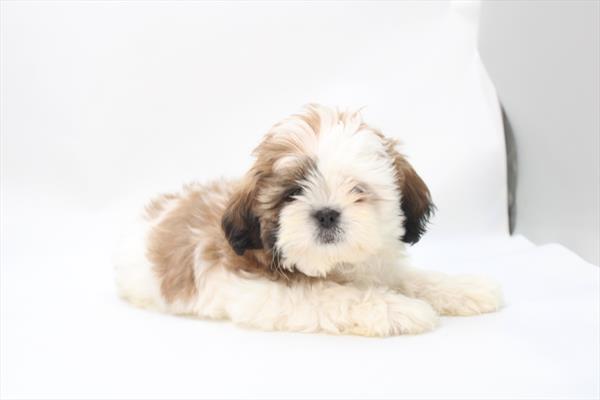 Shih Tzu - 5964995 Image #1