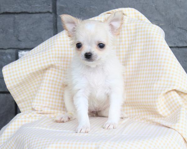 Chihuahua - 5964999 Image #1