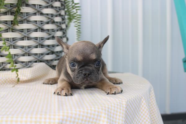 French Bulldog - 5965020 Image #1